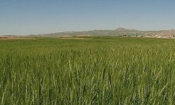 ۵۱ هزار هکتار دیم‌زار ابهر زیر کشت می‌رود