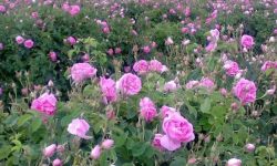 برداشت ۱۳۰ تن گل محمدی در ابهر
