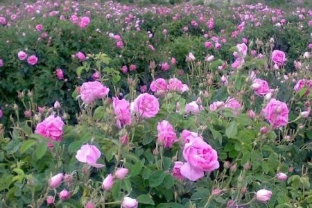 برداشت ۱۳۰ تن گل محمدی در ابهر