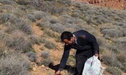 کشت گیاهان دارویی، گامی برای تحول کشاورزی ابهر