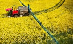 ابهر امسال ۶۰ تن کلزا برداشت می‌کند