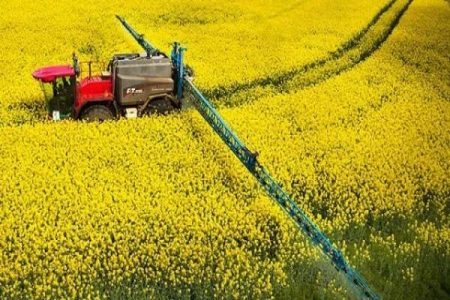 ابهر امسال ۶۰ تن کلزا برداشت می‌کند