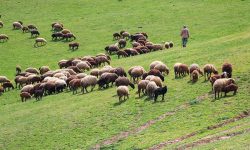 بهرهبرداران ابهری، ۴۷ هزار دام را هدایت میکنند
