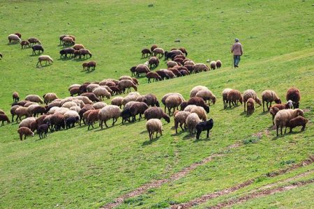 بهره‌برداران ابهری، ۴۷ هزار دام را هدایت می‌کنند