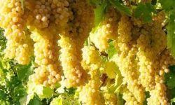 ابهر باز هم منتظر جشنواره انگور