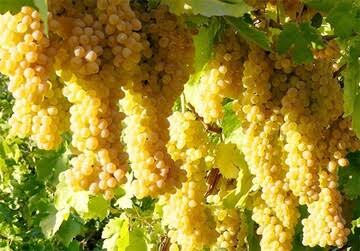 ابهر باز هم منتظر جشنواره انگور