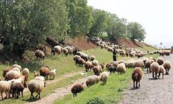 چرای دام، تهدیدی برای محصول سال آینده باغها