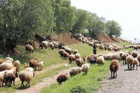چرای دام، تهدیدی برای محصول سال آینده باغها